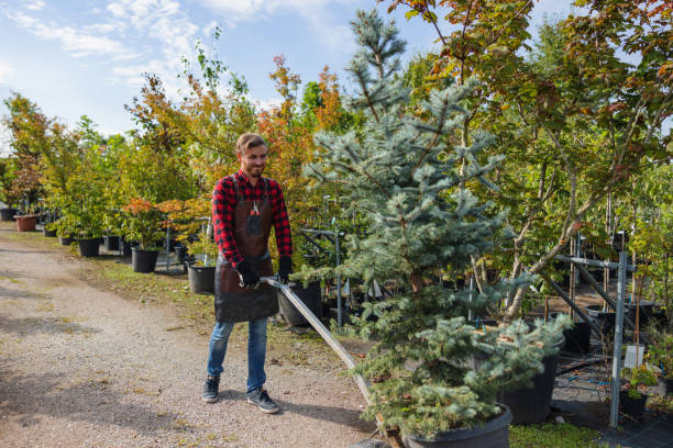 The Steps Involved in Our Tree Care Process in Boyes Hot Springs, CA